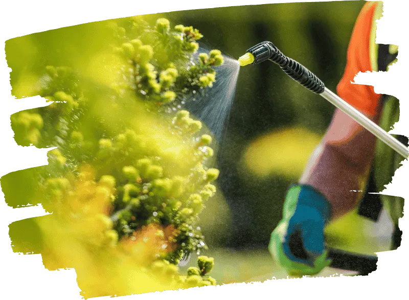 Photo of man spraying lawn for weed control