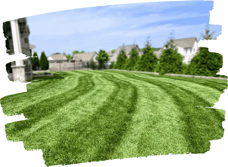 Photo of health, green lawn in College Grove, TN