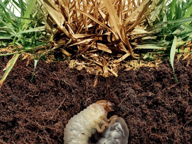 Grub control service in college grove tn by farmers touch lawn care