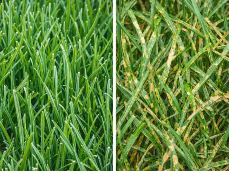 Fungicide on grass in college grove tn