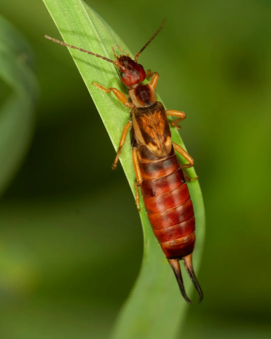 Bed Bug Control