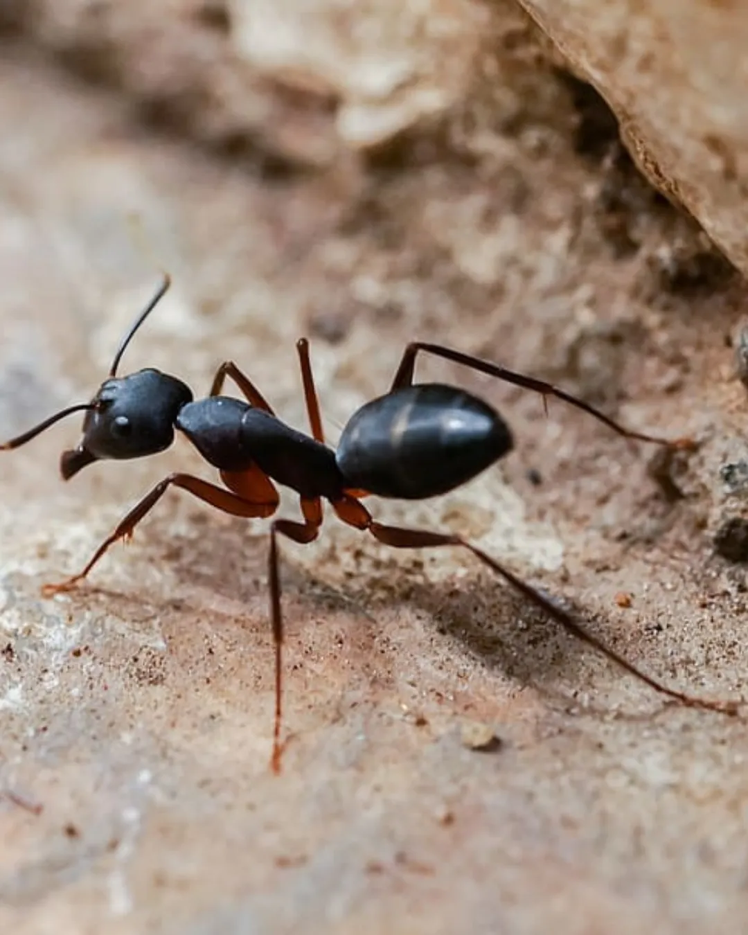 Ant Control