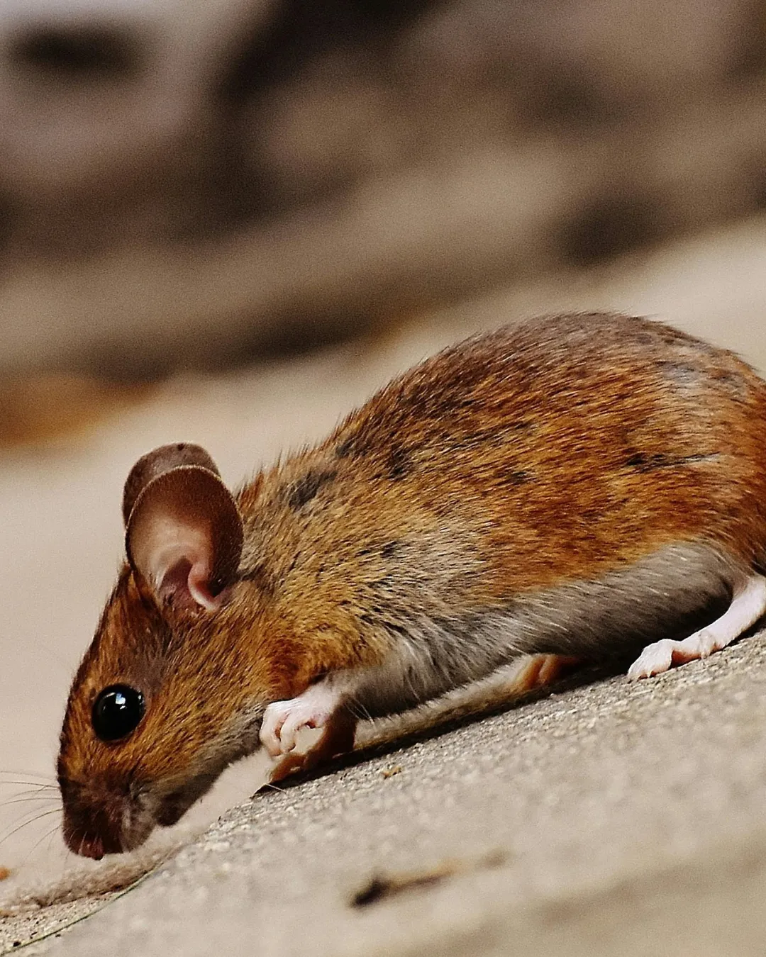 Rodent Management Solutions