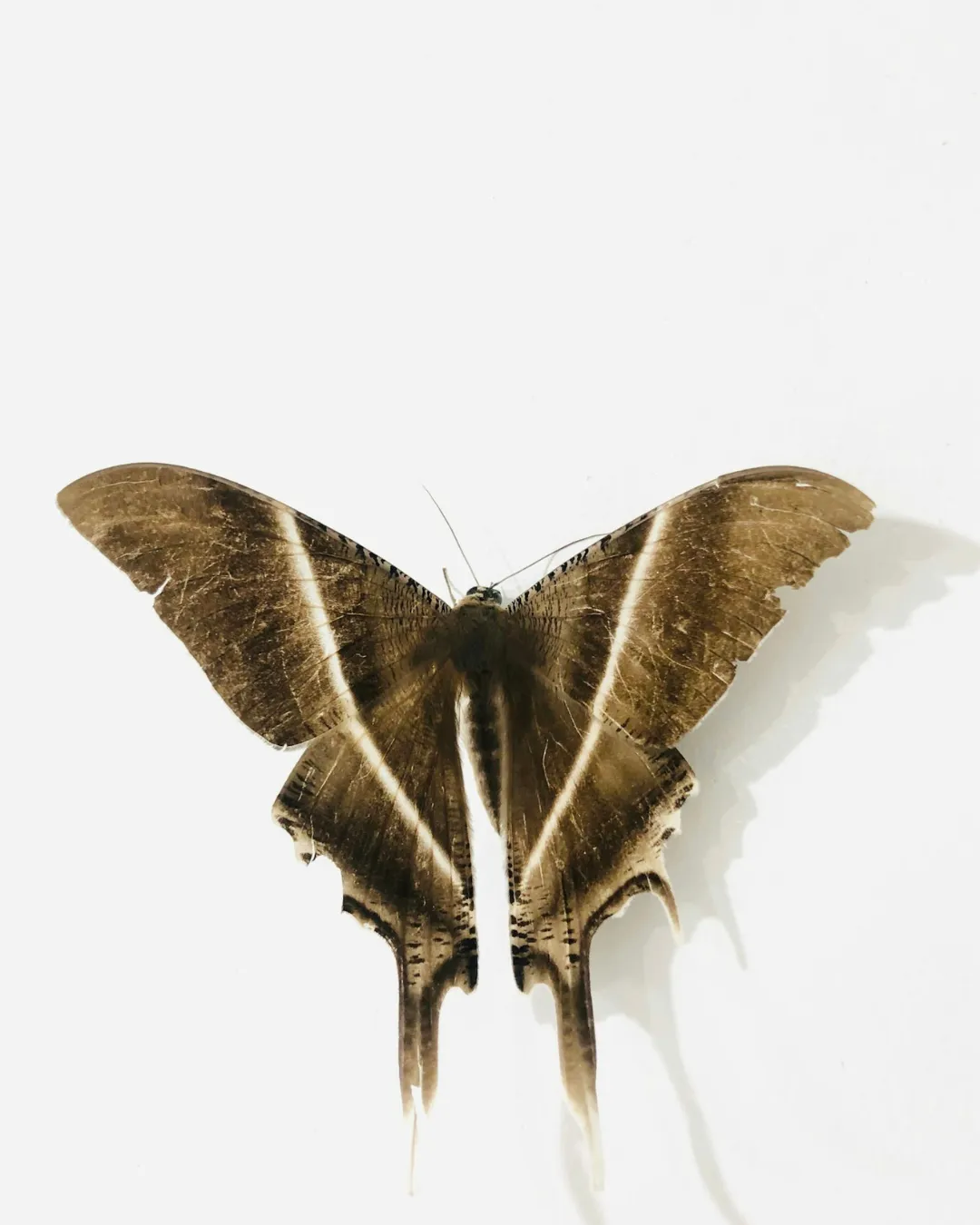 Moth Management Services