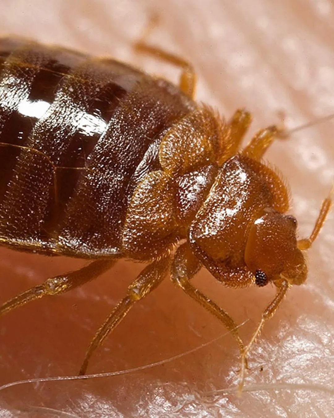 Bedbug Extermination Services