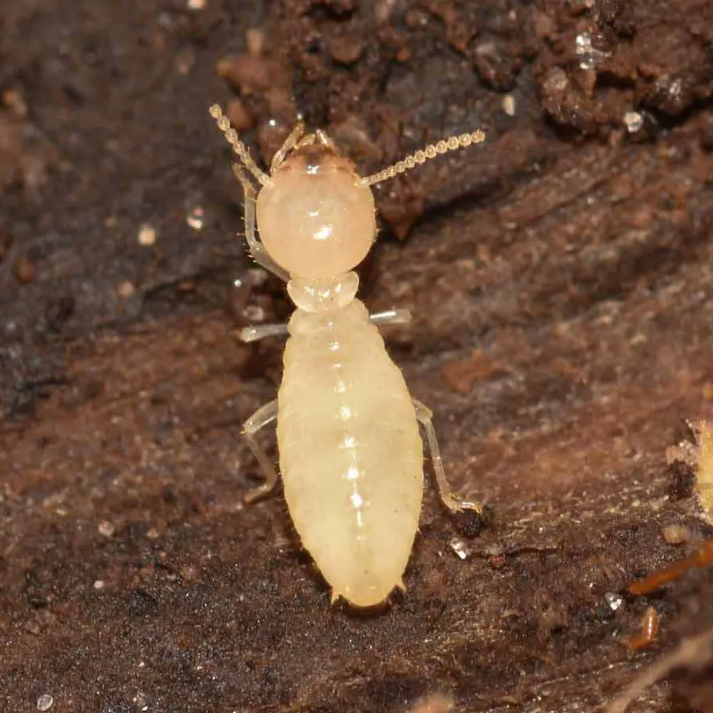 termite