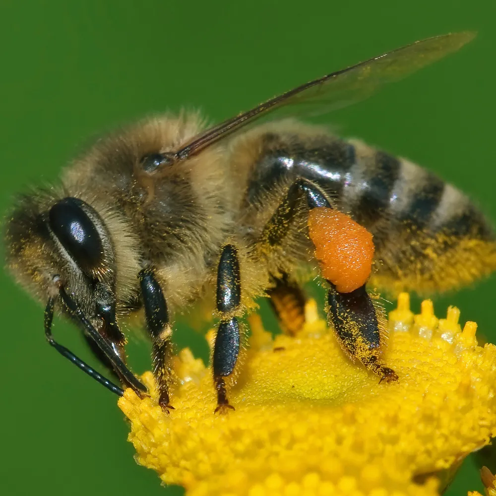 bee