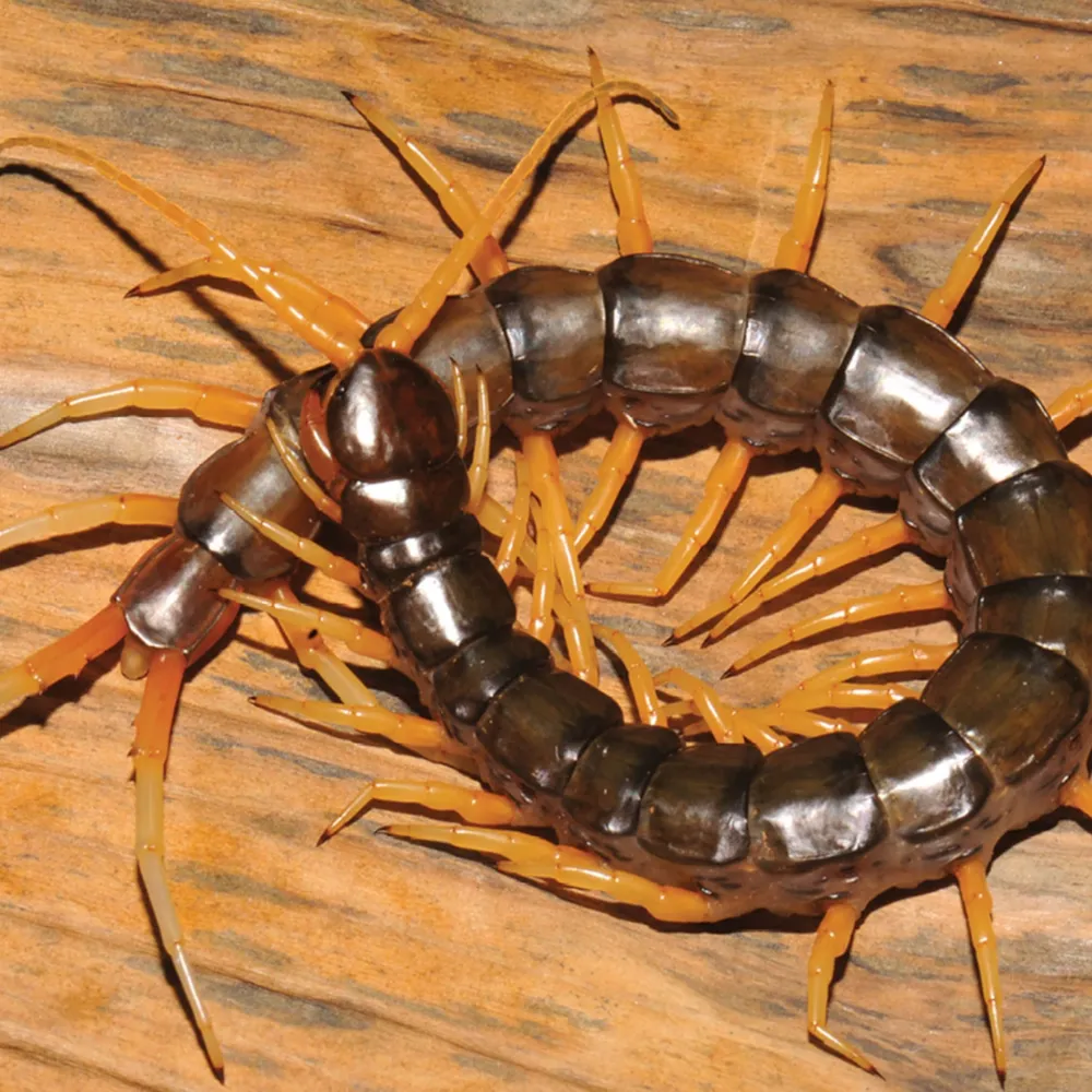 centipede