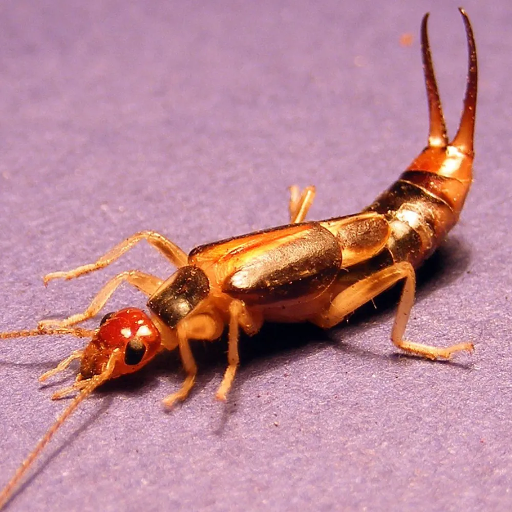 earwig