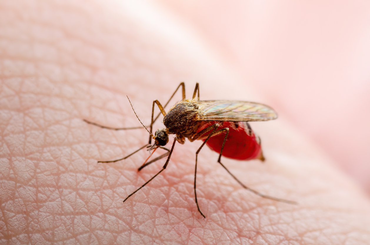 Mosquito