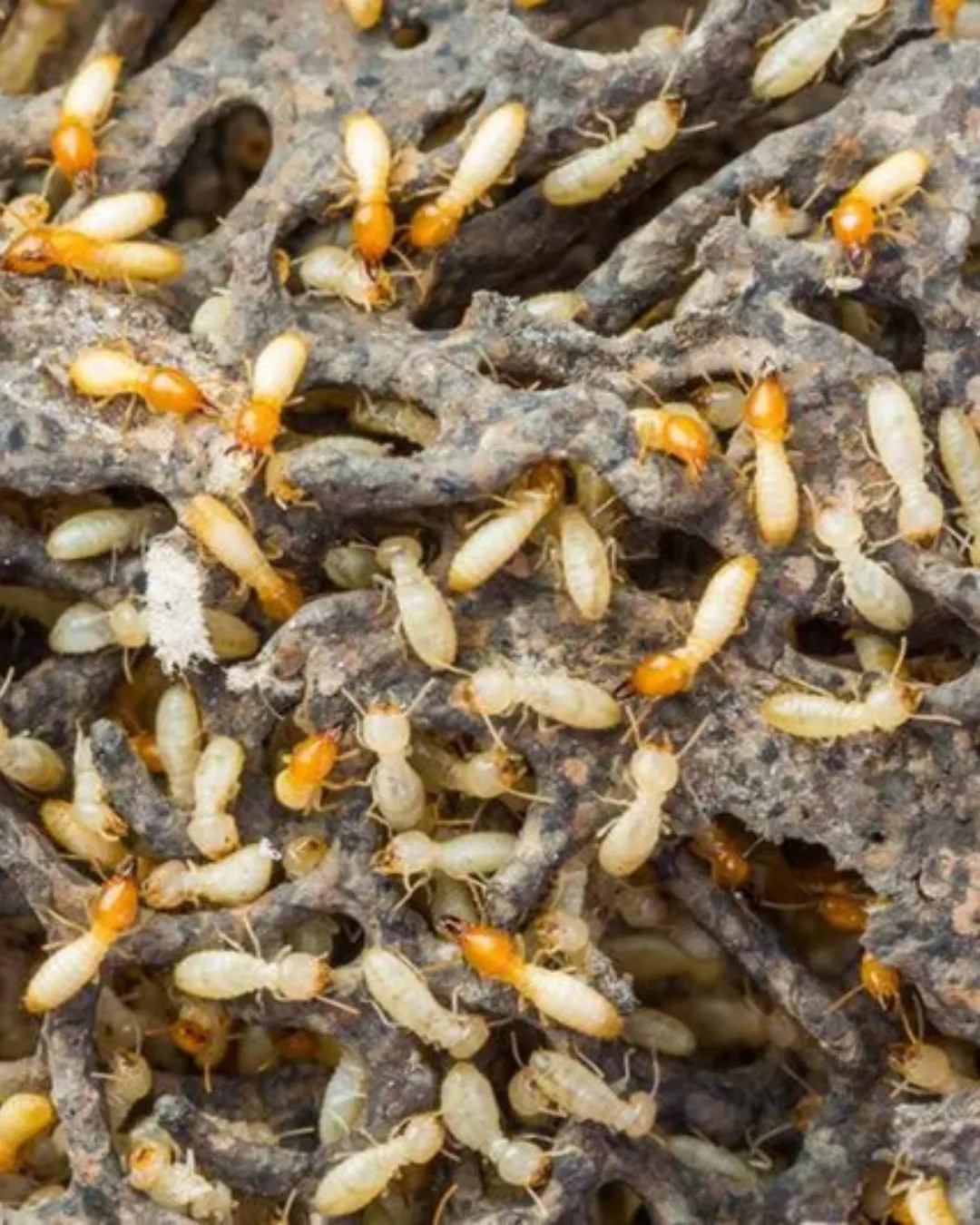 Termites Control