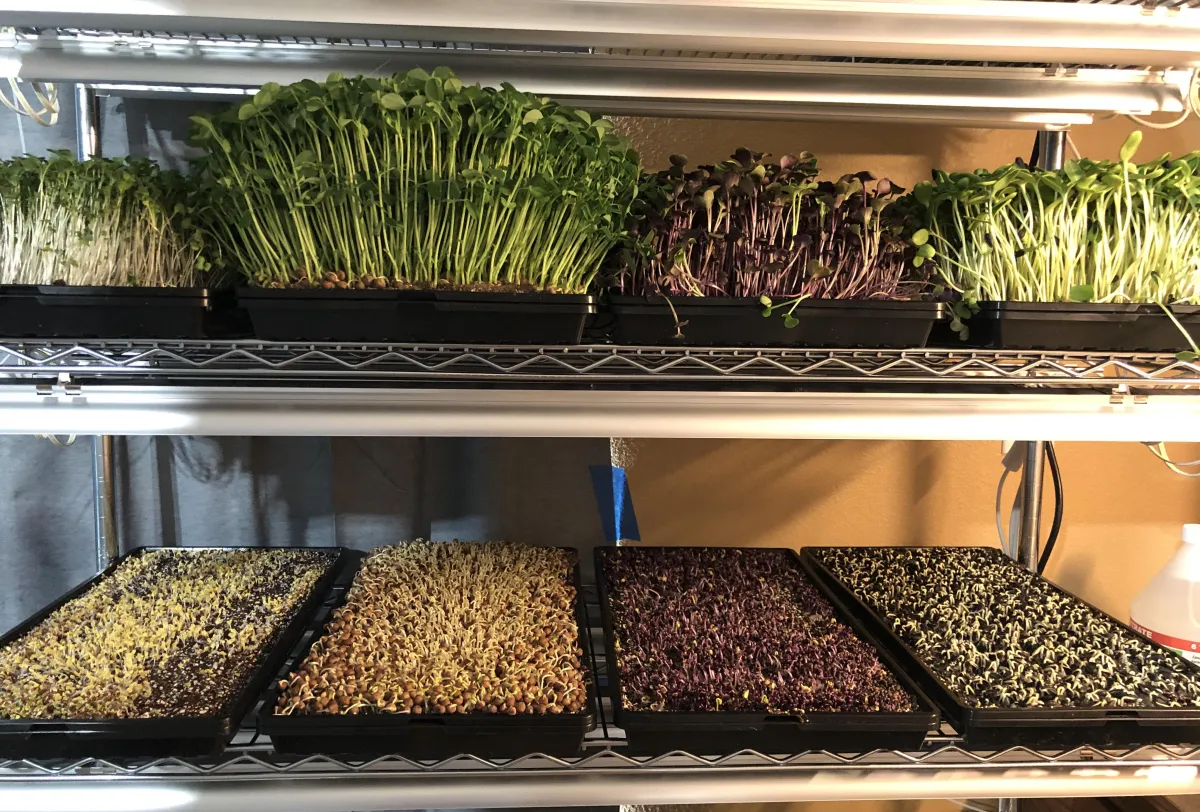 Microgreens growing in farm