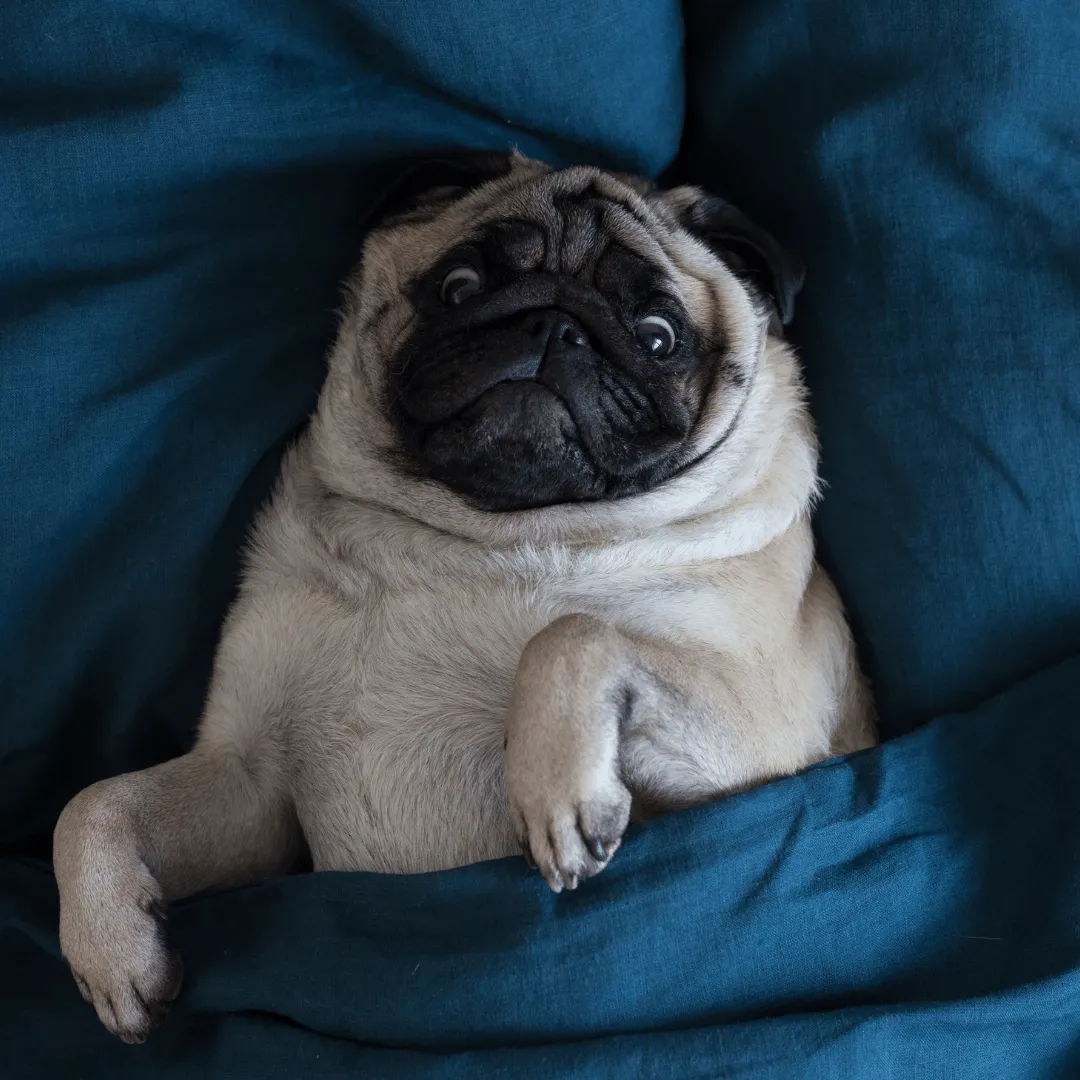 mattress store Spring Hill FL, mattress store near me Hernando County, adjustable base Spring Hill, luxury mattress Brooksville FL, cheap mattress Spring Hill, mattress sale Hernando County FL