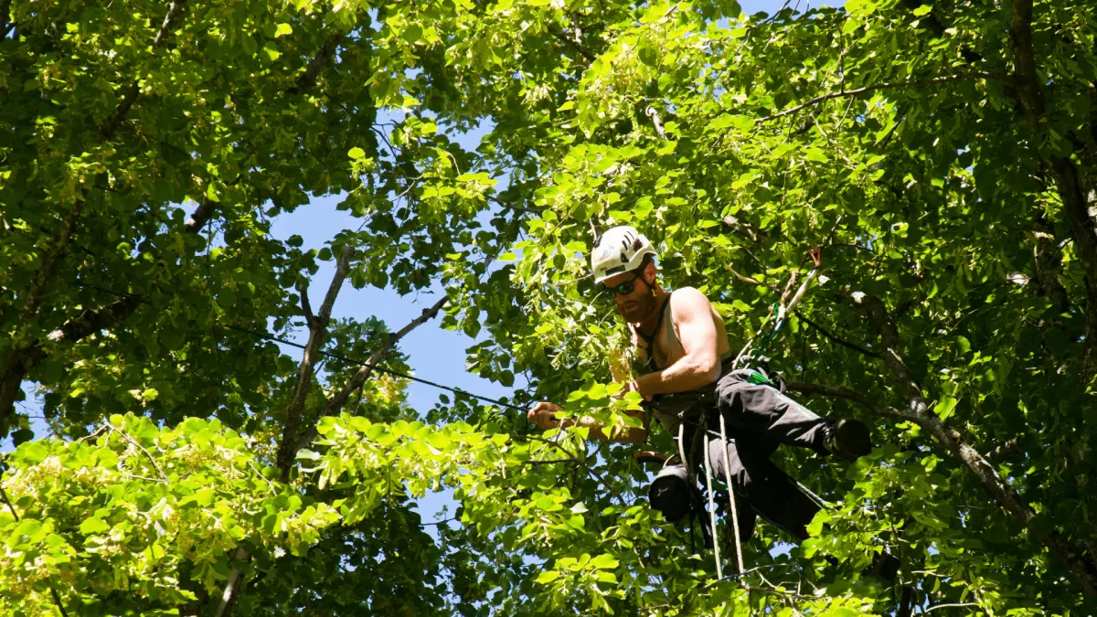 Tree Trimming