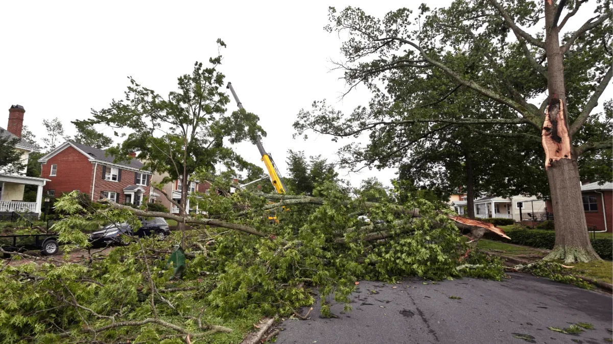 Tree Emergency