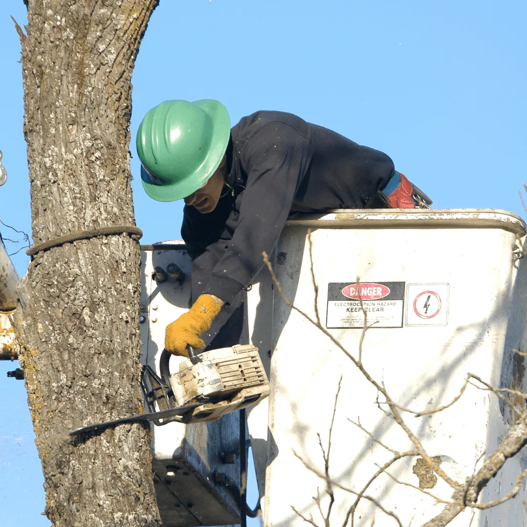 Tree Removal