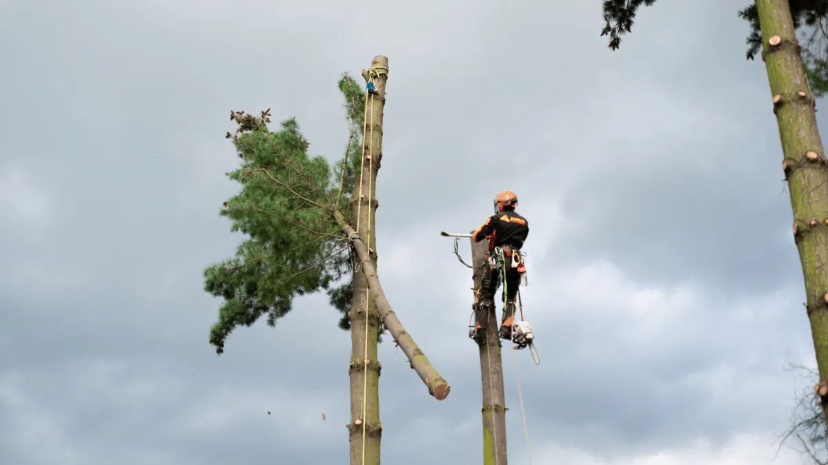 Tree Removal