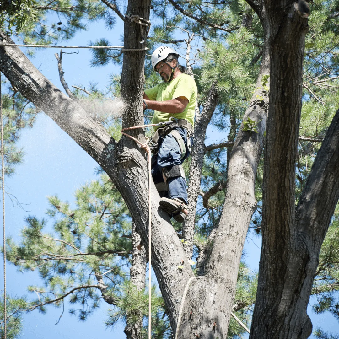 Tree Trimming