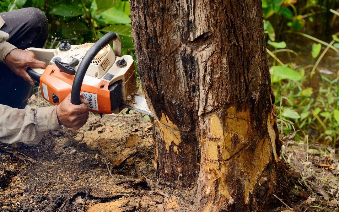 Chelmsford Tree & Stump Removal