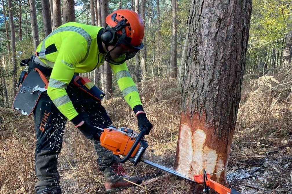 Tree & Stump Removal Maldon