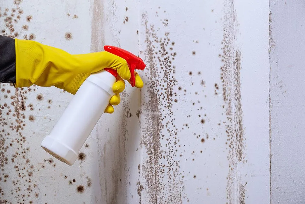 Mould Removal & Damp Treatment maldon essex team