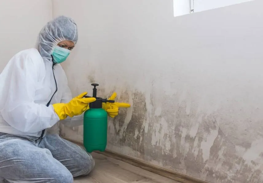 before Mould Removal & Damp Treatment maldon