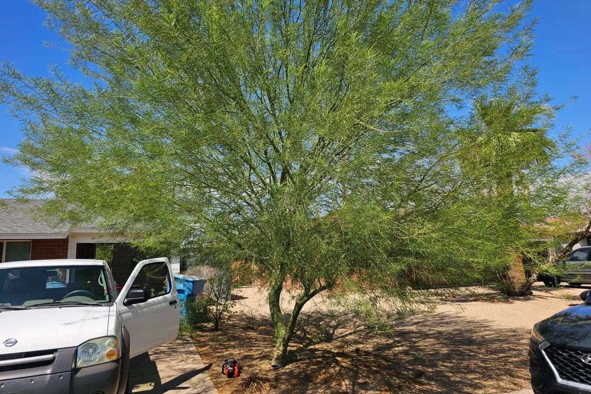 Yard Clean Ups in 