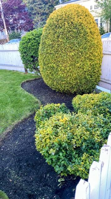 Close-up of nicely trimmed hedges in a planter bed, ready for spring bloom