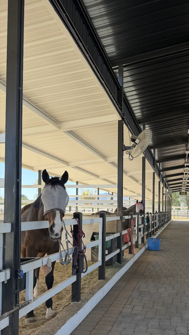 Expert horseback riding lessons at Belmontez