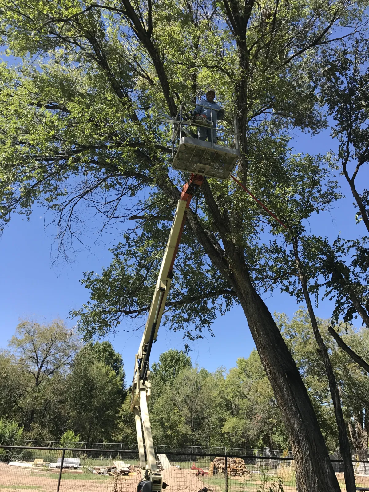 Tree trimming 