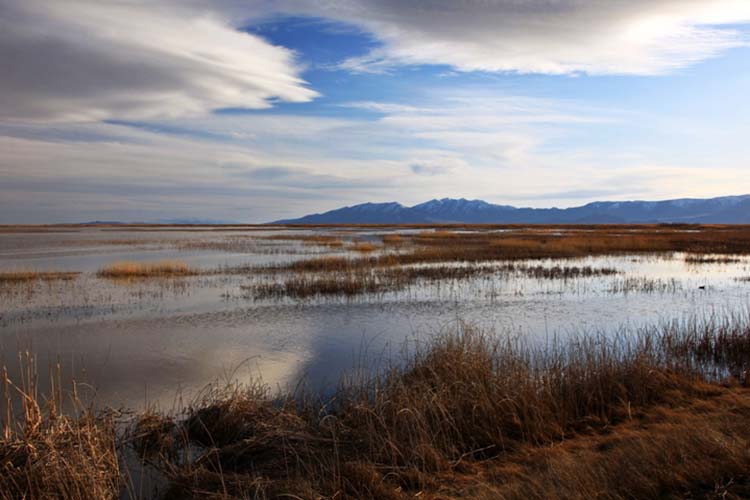 Bear River Migratory Bird Refuge