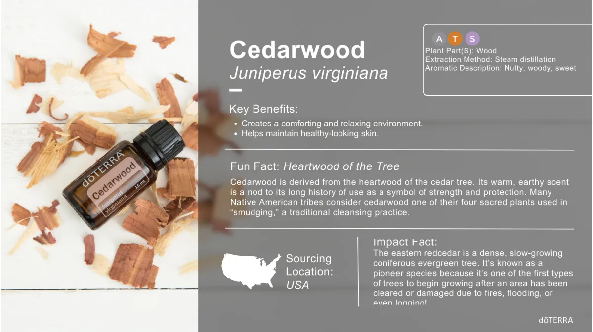 Cedarwood essential oil – earthy aroma for sleep, grounding, and emotional calm