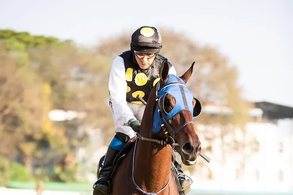 horse blinders Q4 focus