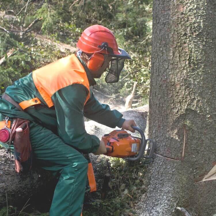 Tree removal services.