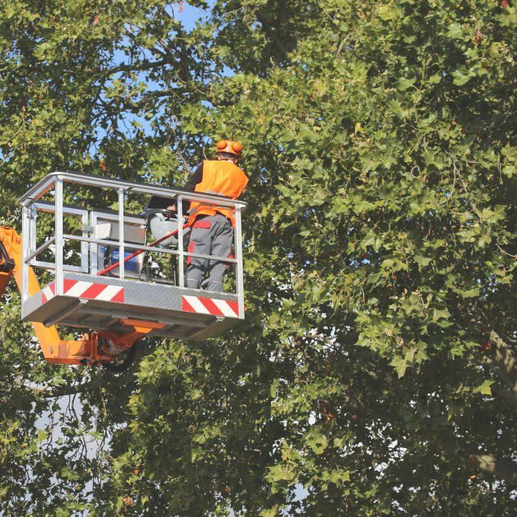 A man up high trimming a tree.