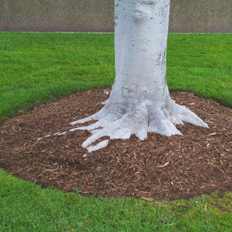 A nicely mulched tree skirt.