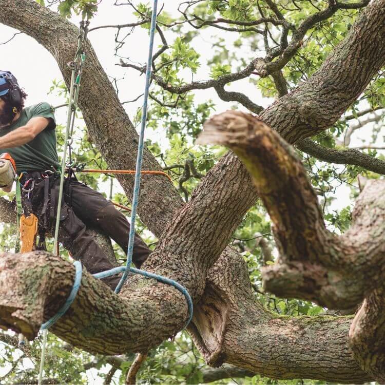 A man cutting a tree.