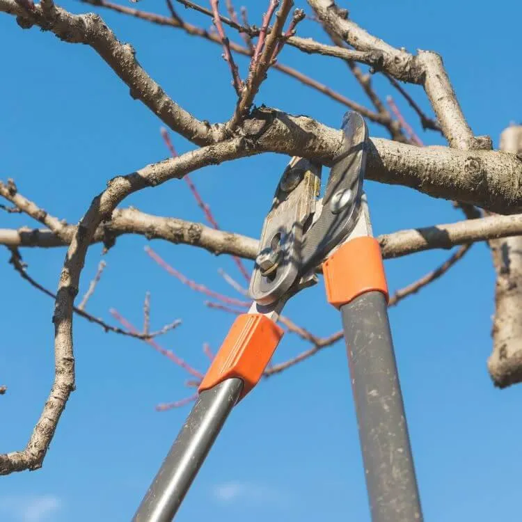 Tree pruning services.