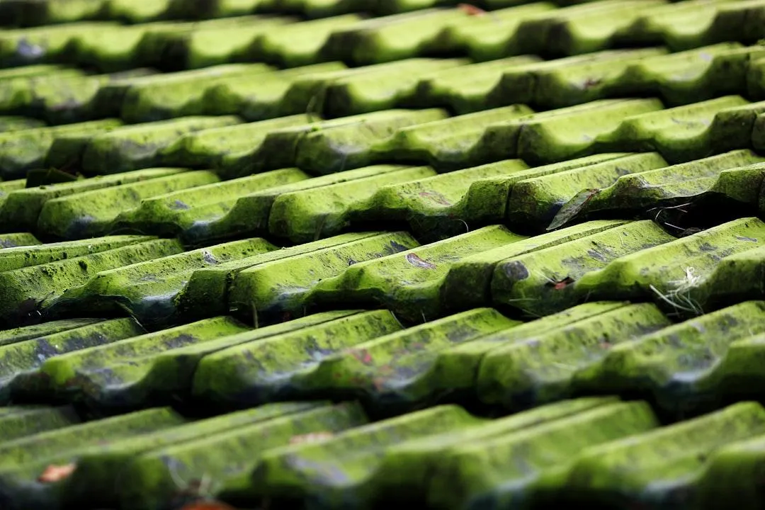 Why Is My Roof Turning Green? (And What It Really Means)