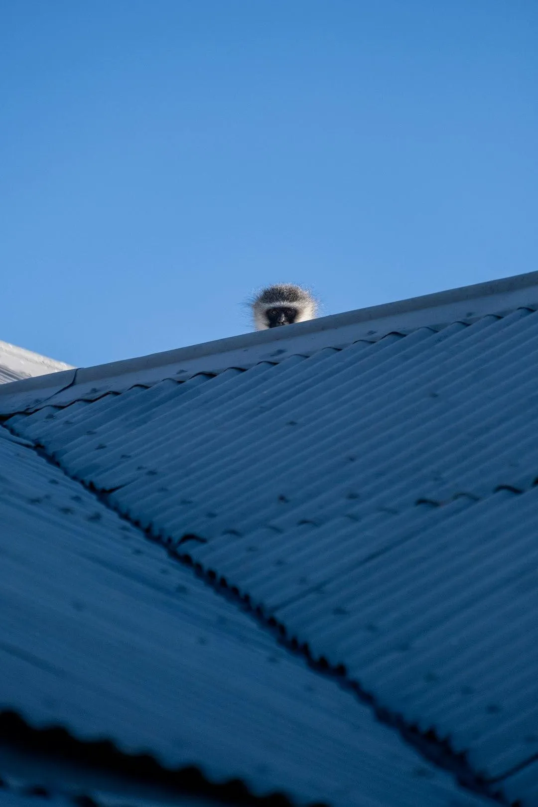 Dirty Colorbond Roof