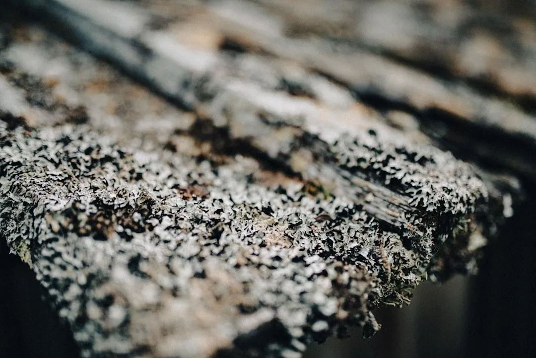 lichen growing on concrete tile roof