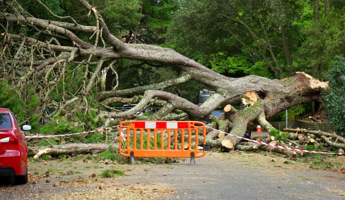 Emergency Tree Service