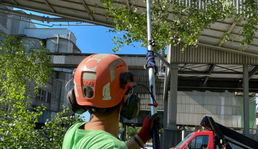 Tree Trimming & Pruning