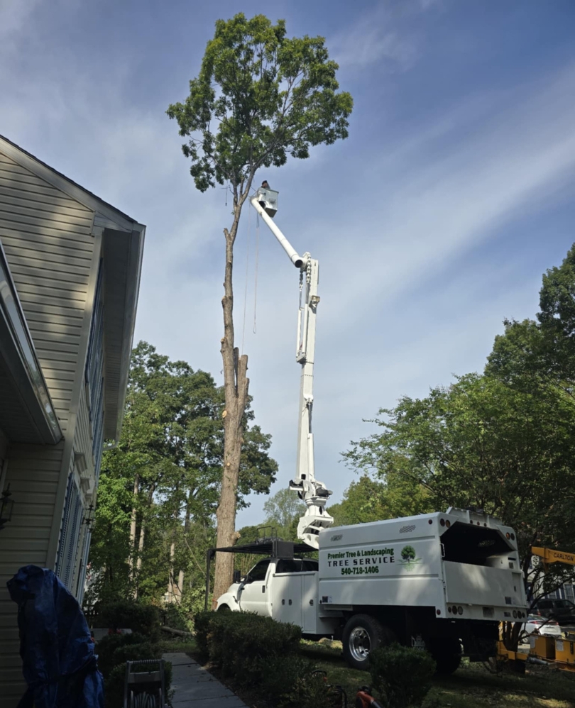 Premier Tree & Landscaping