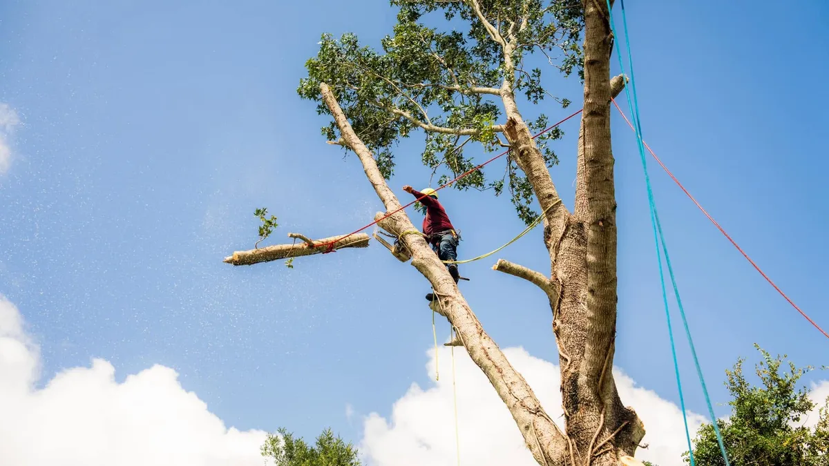 Tree trimming worker removing large branches from a mature tree