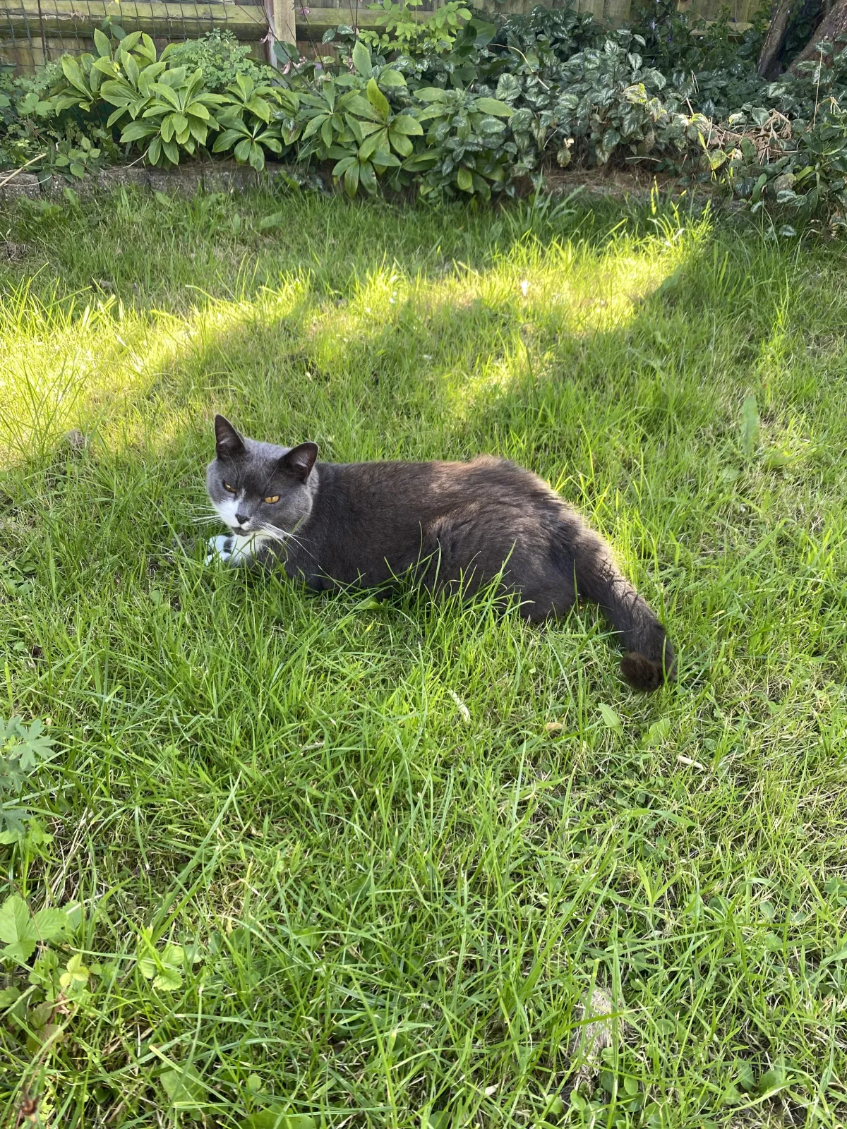 Tattle Tails - Is your cat feline too hot? - Copy