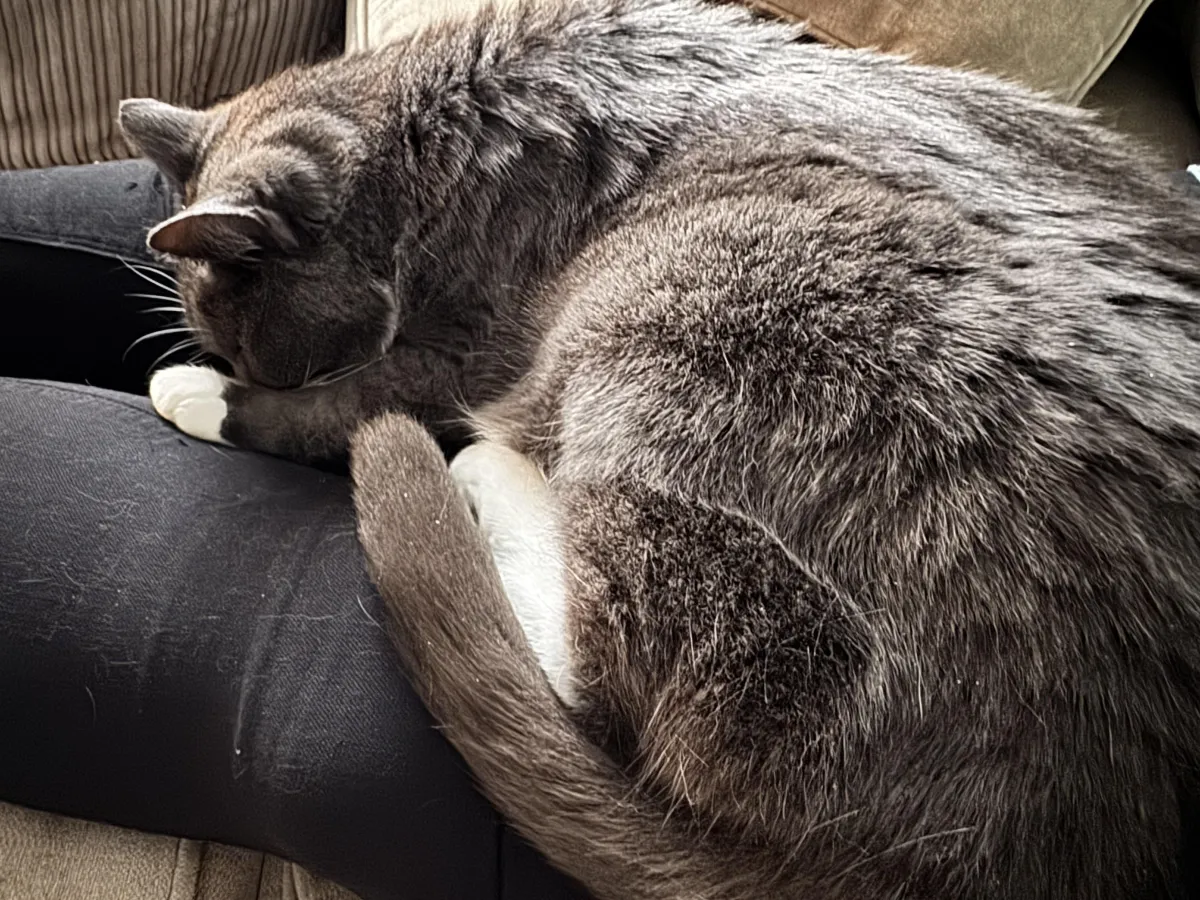 Tattle Tails - priceless pets