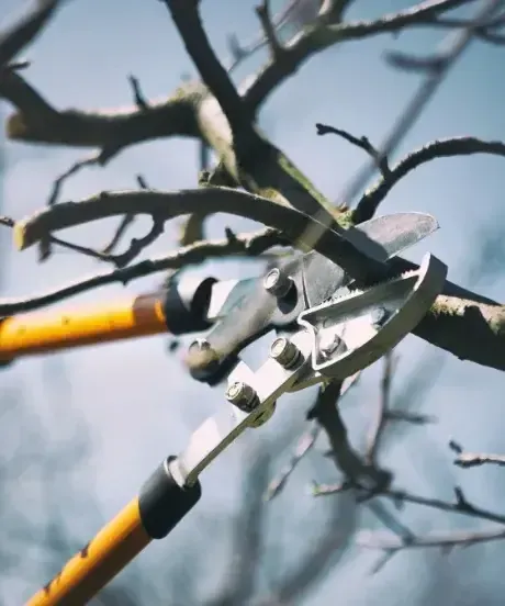 Professional pruning shears cutting branches for Chalmette Tree Service trimming work.