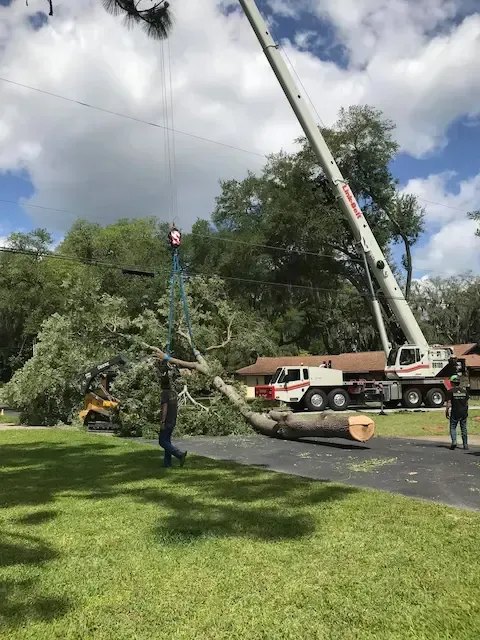 Crane lifting a fallen tree during a large-scale removal by Chalmette Tree Service.