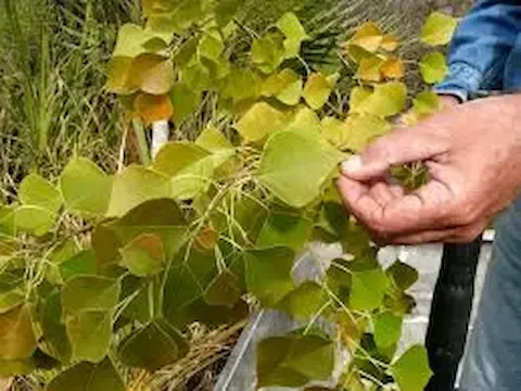 Invasive Chinese tallow inspection by Chalmette Tree Service.